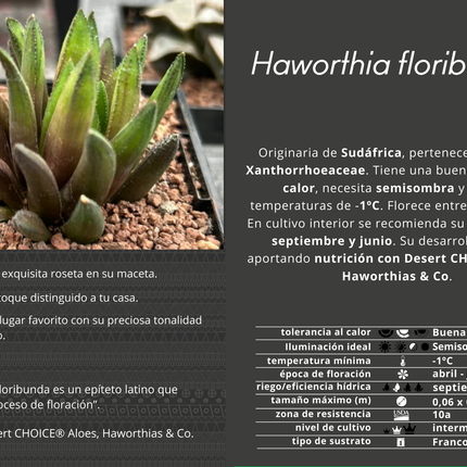 Haworthia floribunda