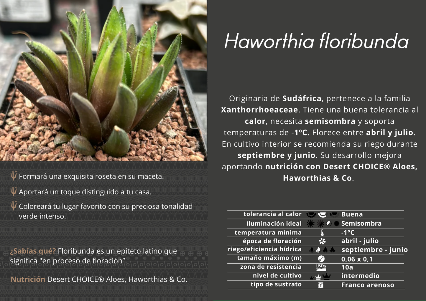 Haworthia floribunda