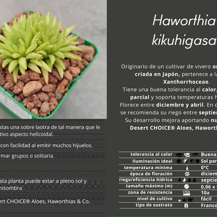 Haworthia 'Kikuhigasa'