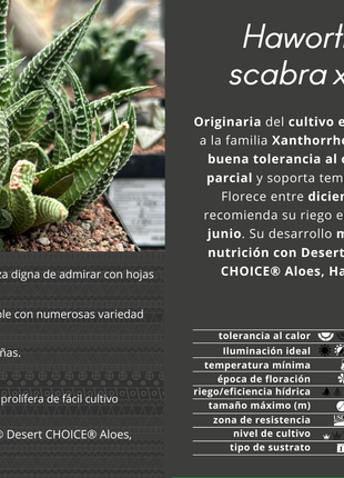 Haworthiopsis scabra x limifolia striata
