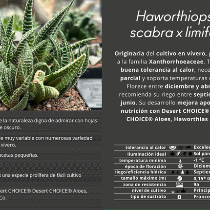 Haworthiopsis scabra x limifolia striata