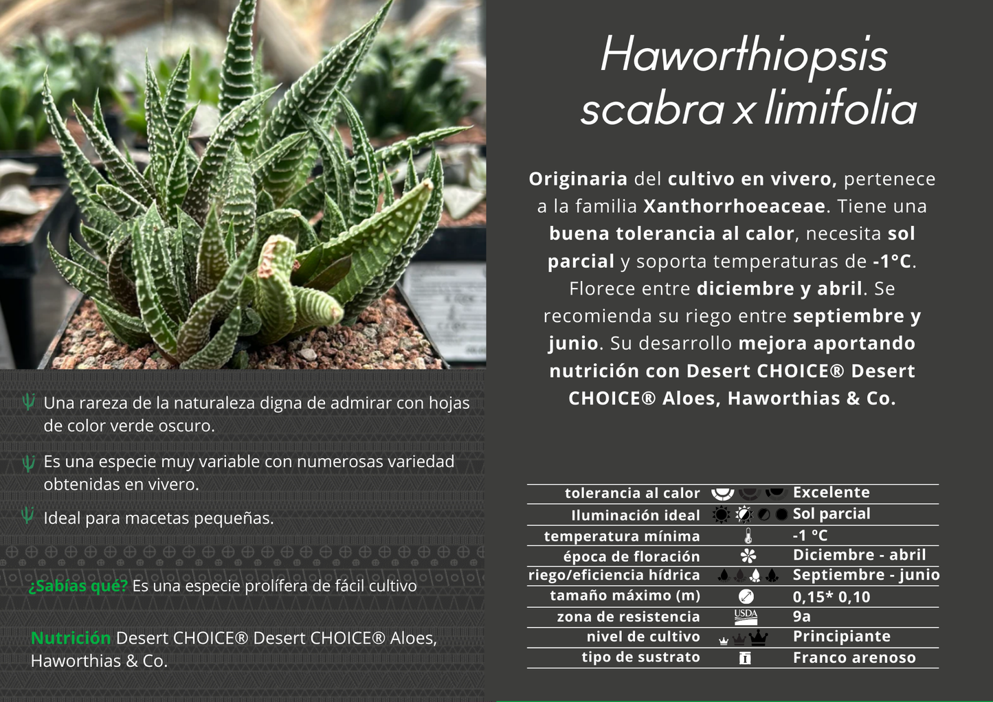 Haworthiopsis scabra x limifolia striata