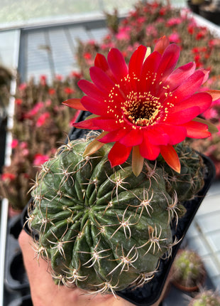 Lobivia jajoiana