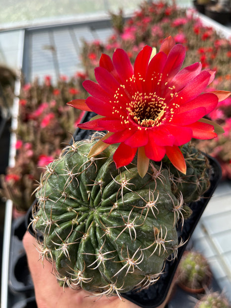 Lobivia jajoiana