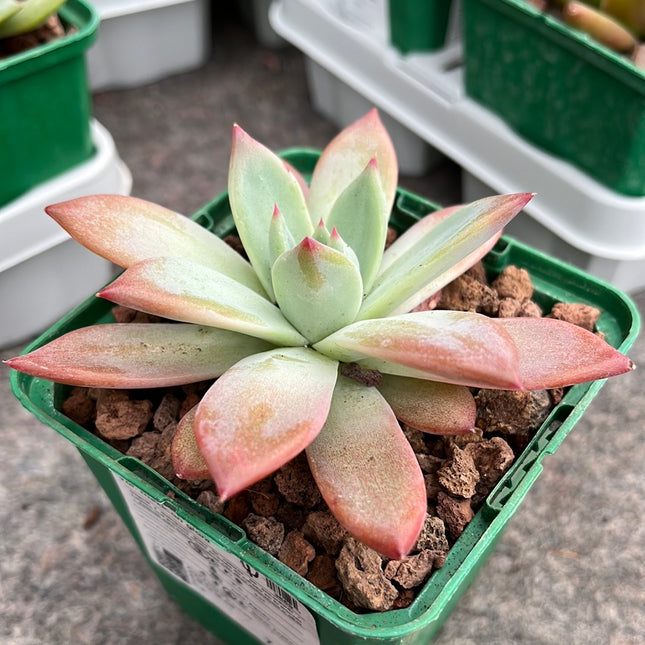 mexican giant succulent Echeveria colorata var. Mexican giant – DesertSTORE.es