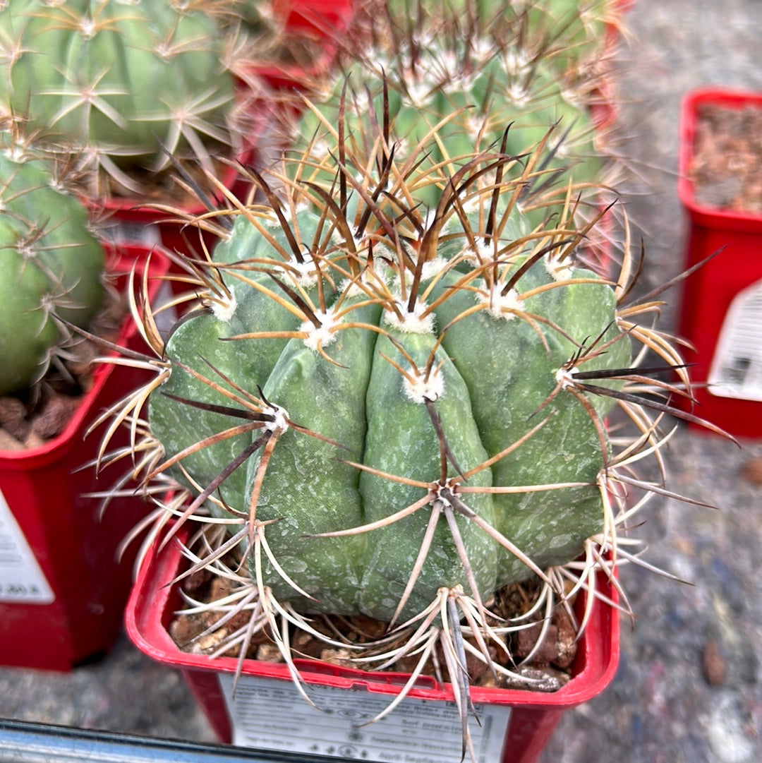 Melocactus neryi