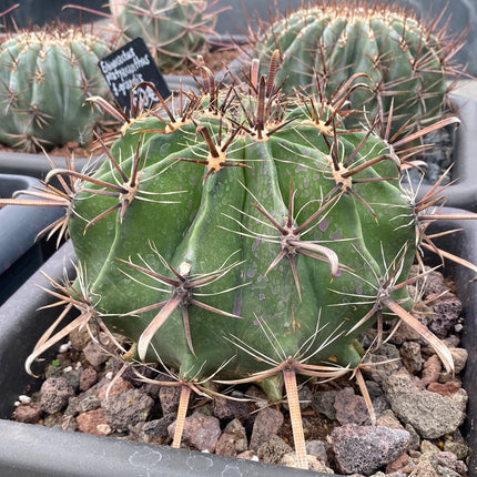 Ferocactus-Halbinseln