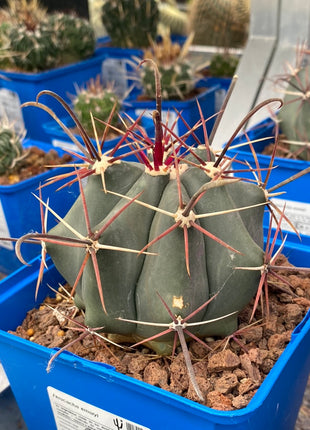 Ferocactus emoryi