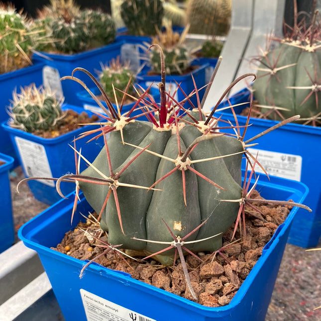 Ferocactus emoryi