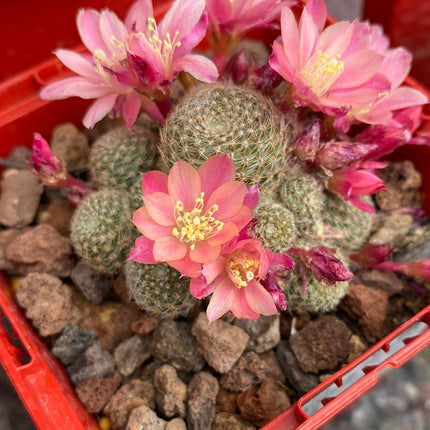 Aylostera cv. sunrise