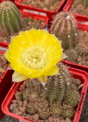 Lobivia aurea var. shaferi 