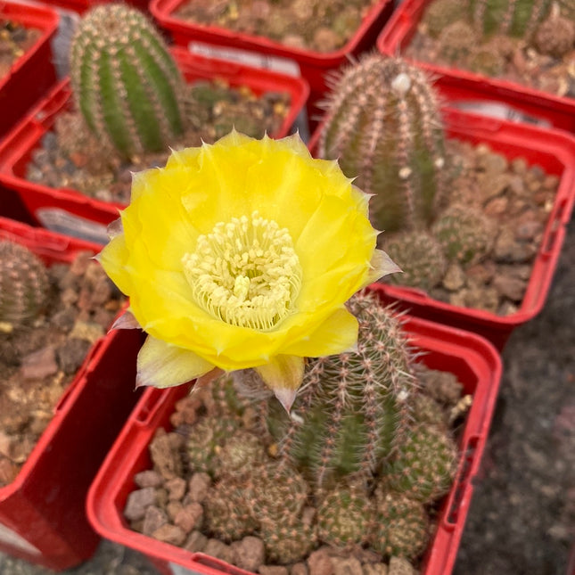 Lobivia aurea var. shaferi 