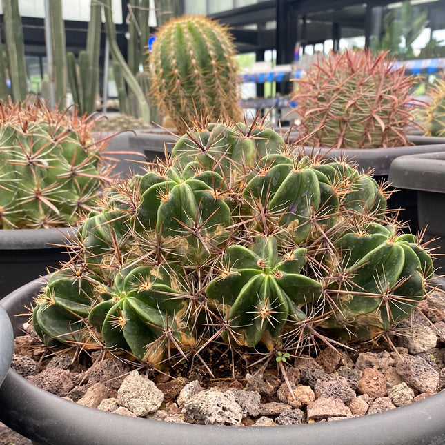 Ferocactus robustus