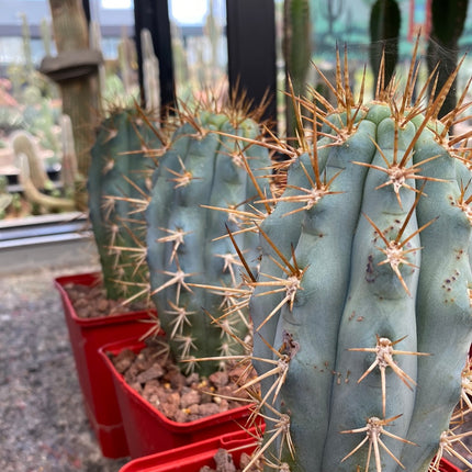 Browningia hertlingiana