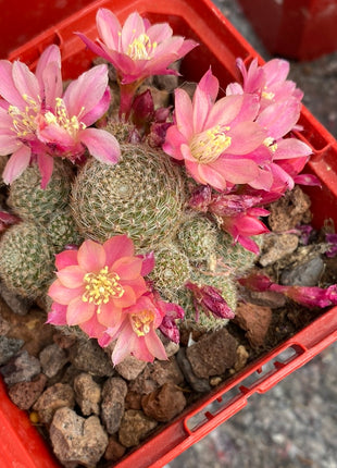 Aylostera cv. sunrise