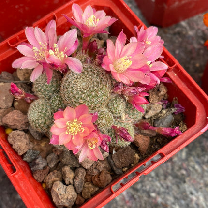 Aylostera cv. sunrise