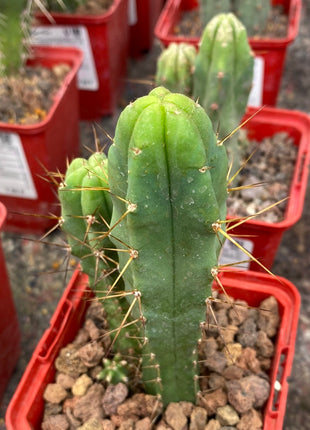 Trichocereus bridgesii
