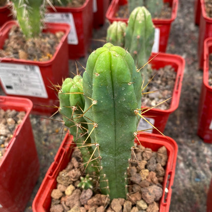 Trichocereus Bridgesii