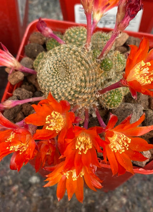 Aylostera cv. sunrise