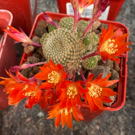 Aylostera cv. sunrise