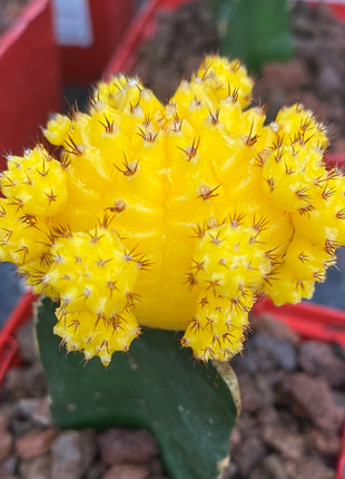Grafted Gymnocalycium mihanovichii