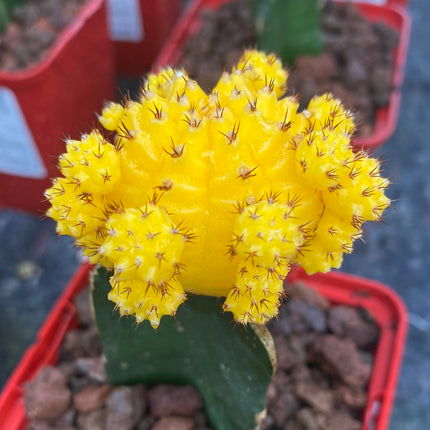Grafted Gymnocalycium mihanovichii