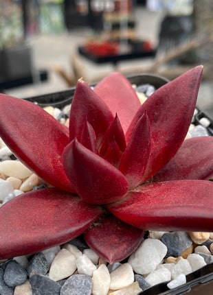 Echeveria 'Romeo'