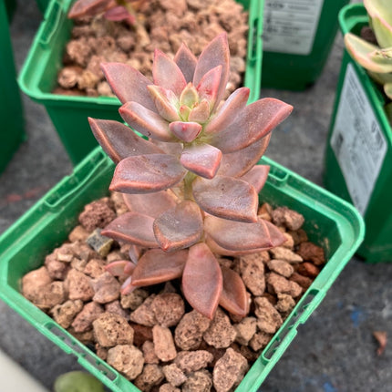 x Graptosedum cv. 'Francisco Baldi'