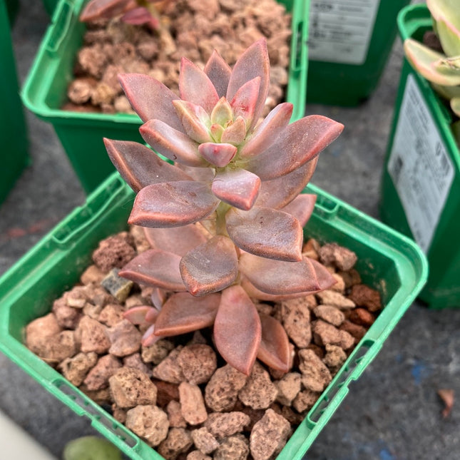 x Graptosedum cv. ‘Francisco Baldi’