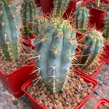 Browningia hertlingiana