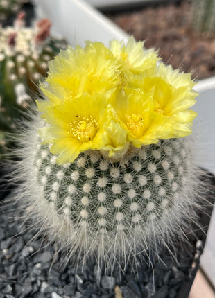Notocactus scopa