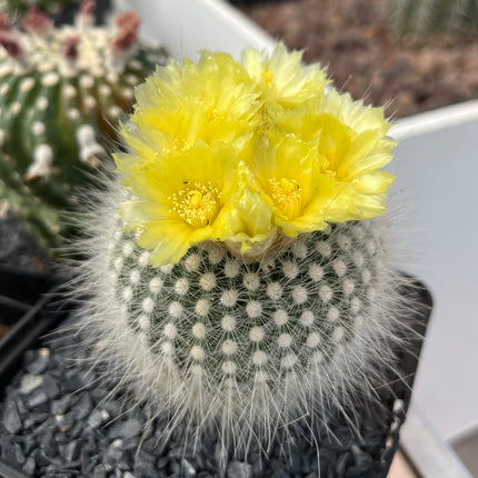 Notocactus scopa