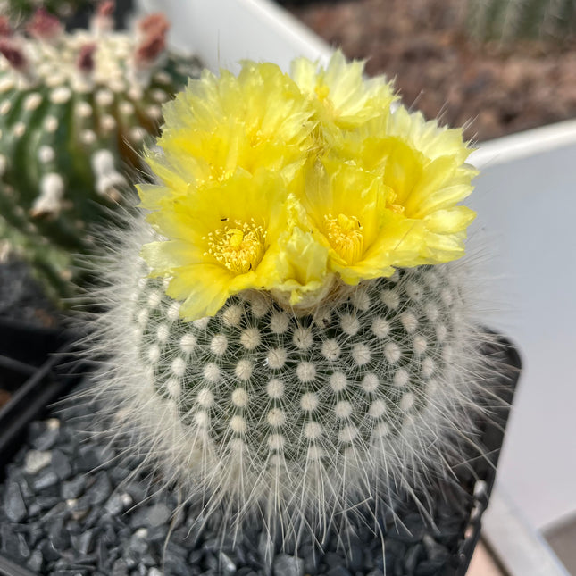Notocactus scopa