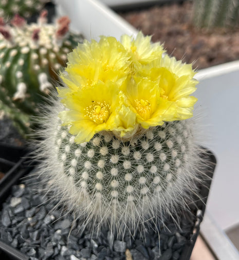 Notocactus scopa