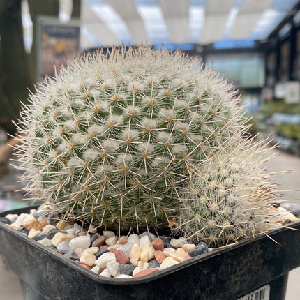 Mammillaria geminispina brevispina