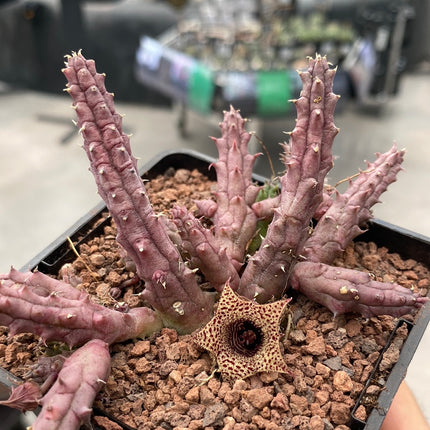 Huernia volkartii