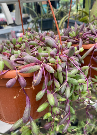 Othonna capensis 'Ruby's Necklace'