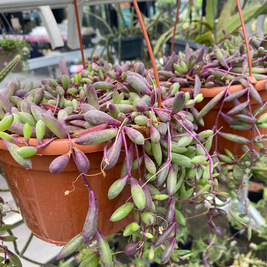 Othonna capensis 'Ruby's Necklace'