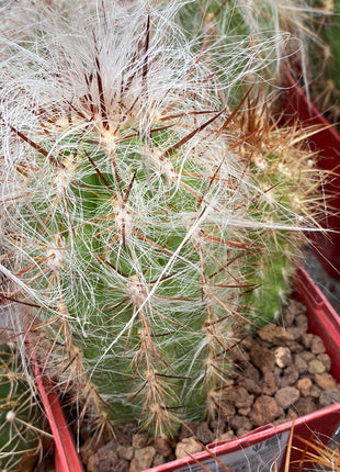 Oreocereus celsianus