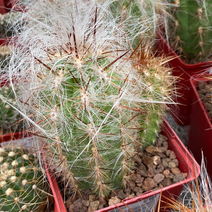 Oreocereus celsianus