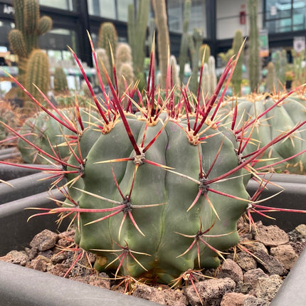 Ferocactus emoryi subsp. rectispinus
