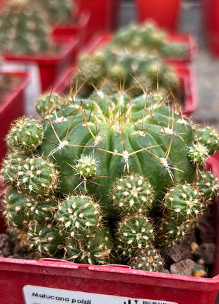 Matucana polzii
