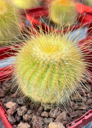Eriocephala warasii