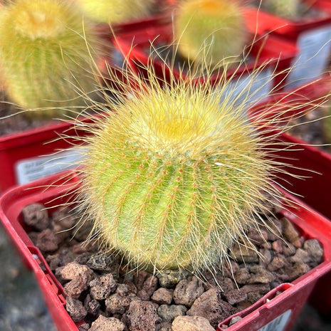Eriocephala warasii