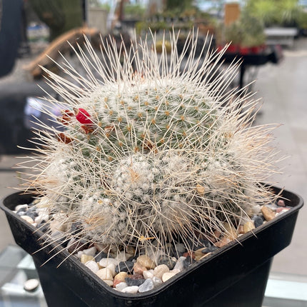 Mammillaria geminispina