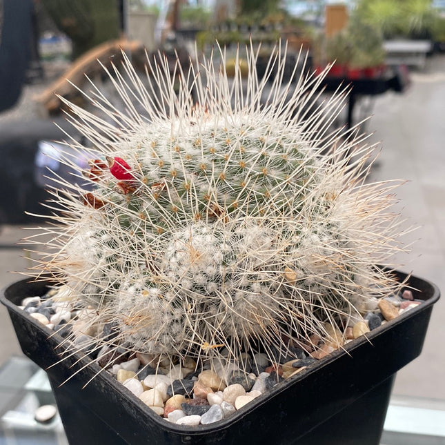 Mammillaria geminispina