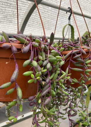 Othonna capensis 'Ruby's Necklace'