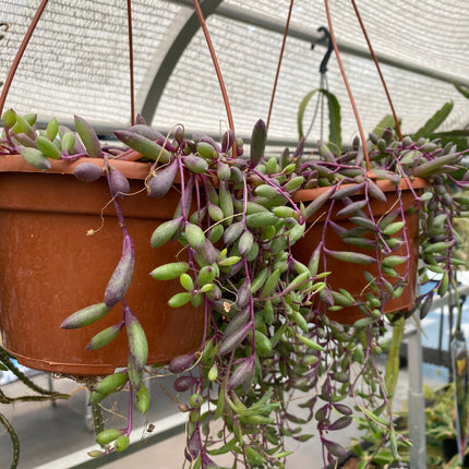 Othonna capensis ‘Collar de rubies’