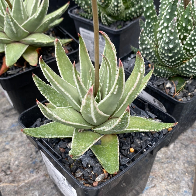 Tulista marginata 'White Edge'