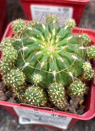 Matucana polzii